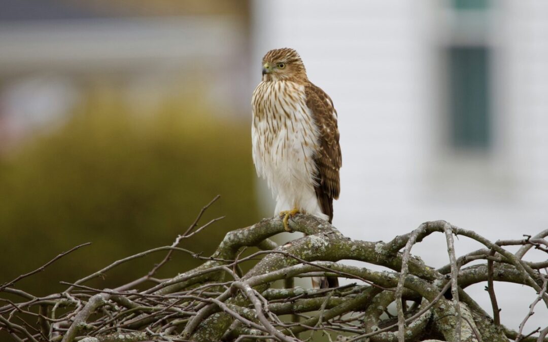 Michigan’s West Nile Virus watch: New cases in birds & horses