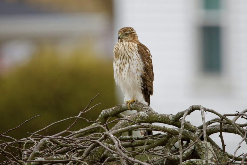 Bird rests on a pile of branches.