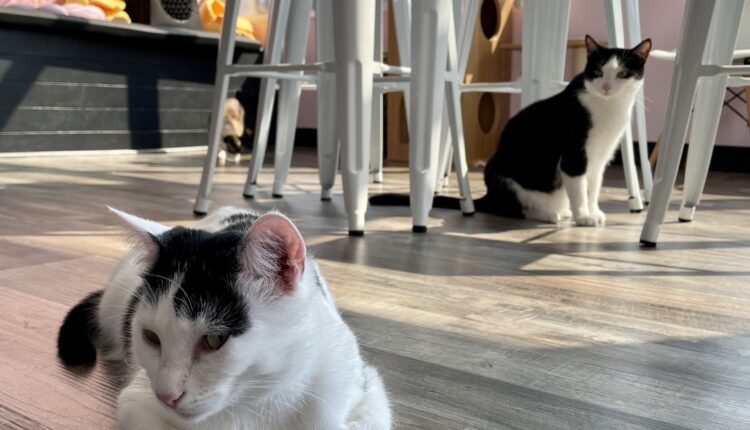 Happy Cat Cafe: 4 reasons to visit this trendy Grand Rapids spot