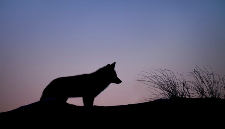 Ever heard of Wolfenoot? Here’s how to celebrate the holiday in Michigan