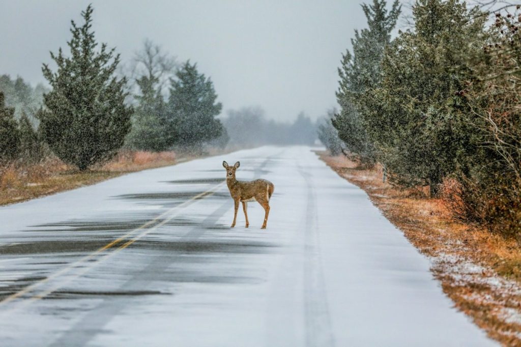 Michigan hunters die of heart attacks while hauling away heavy deer