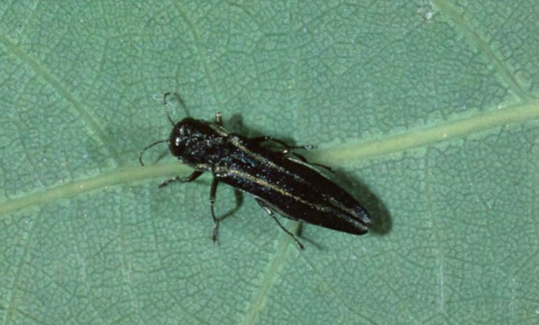 Oaks under threat from invading insects, warming temperatures, disease
