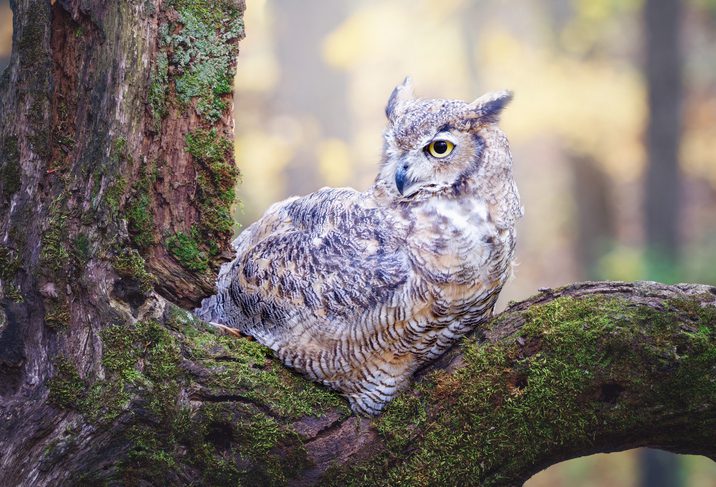 Hoot, there it is: Michigan’s winter owls and how to spot them