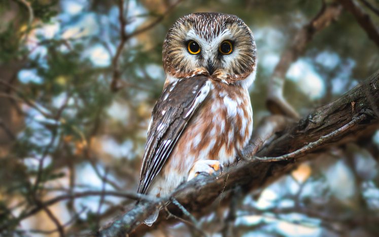 Hoot, there it is: Michigan’s winter owls and how to spot them