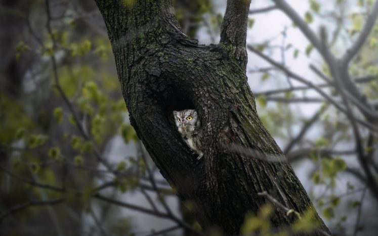 Hoot, there it is: Michigan’s winter owls and how to spot them