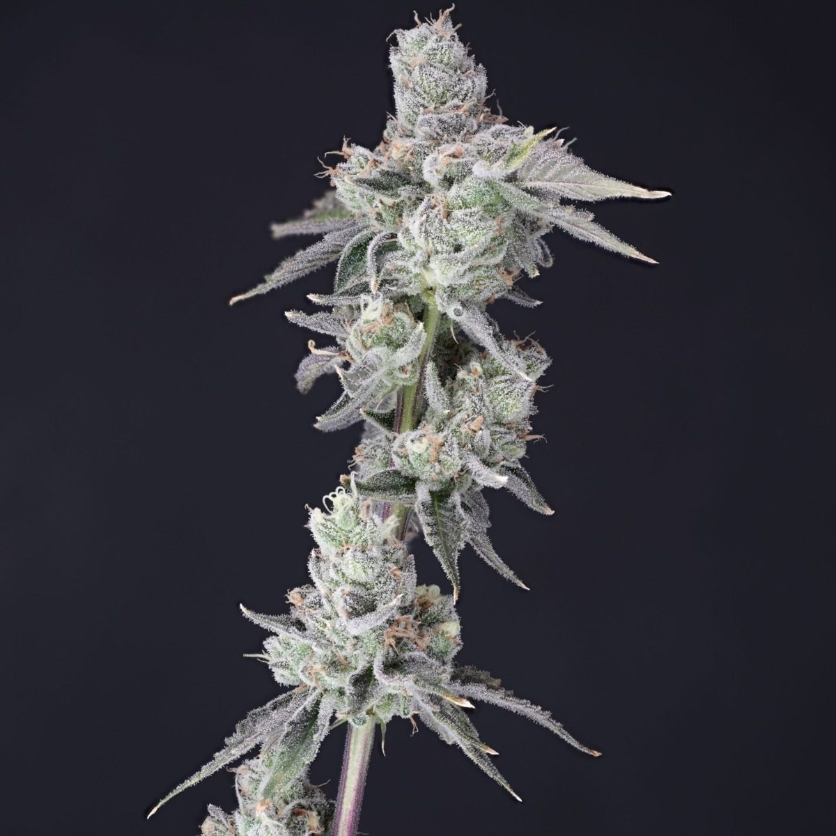 MichiGanja holiday guide: 9 perfect gifts for casual stoners