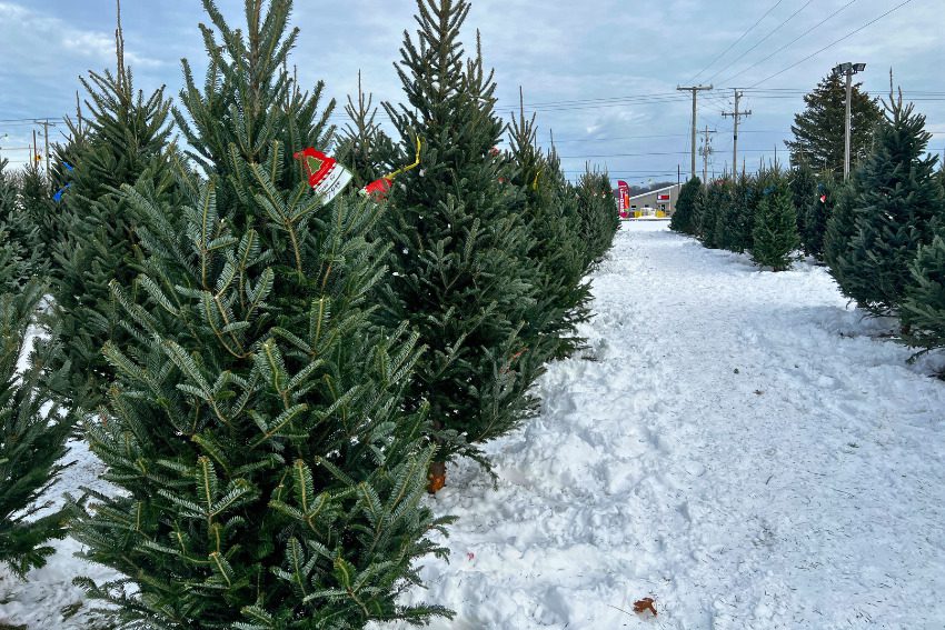 Rooted in Tradition: How Michigan's Christmas tree industry is keeping the holiday spirit alive