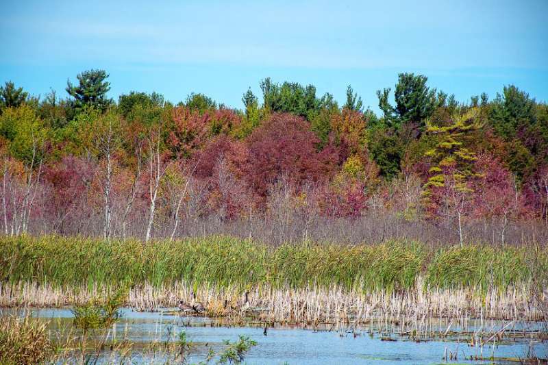 wetland