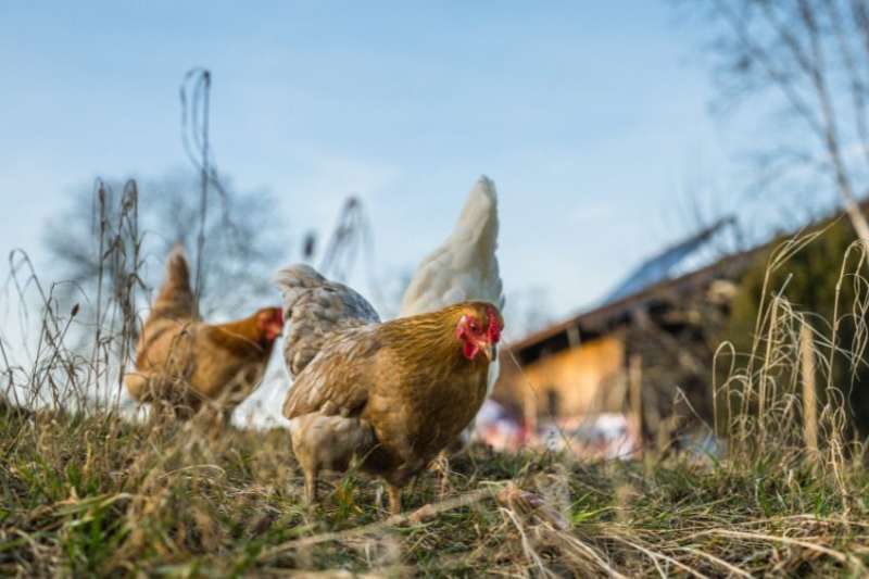 bird flu