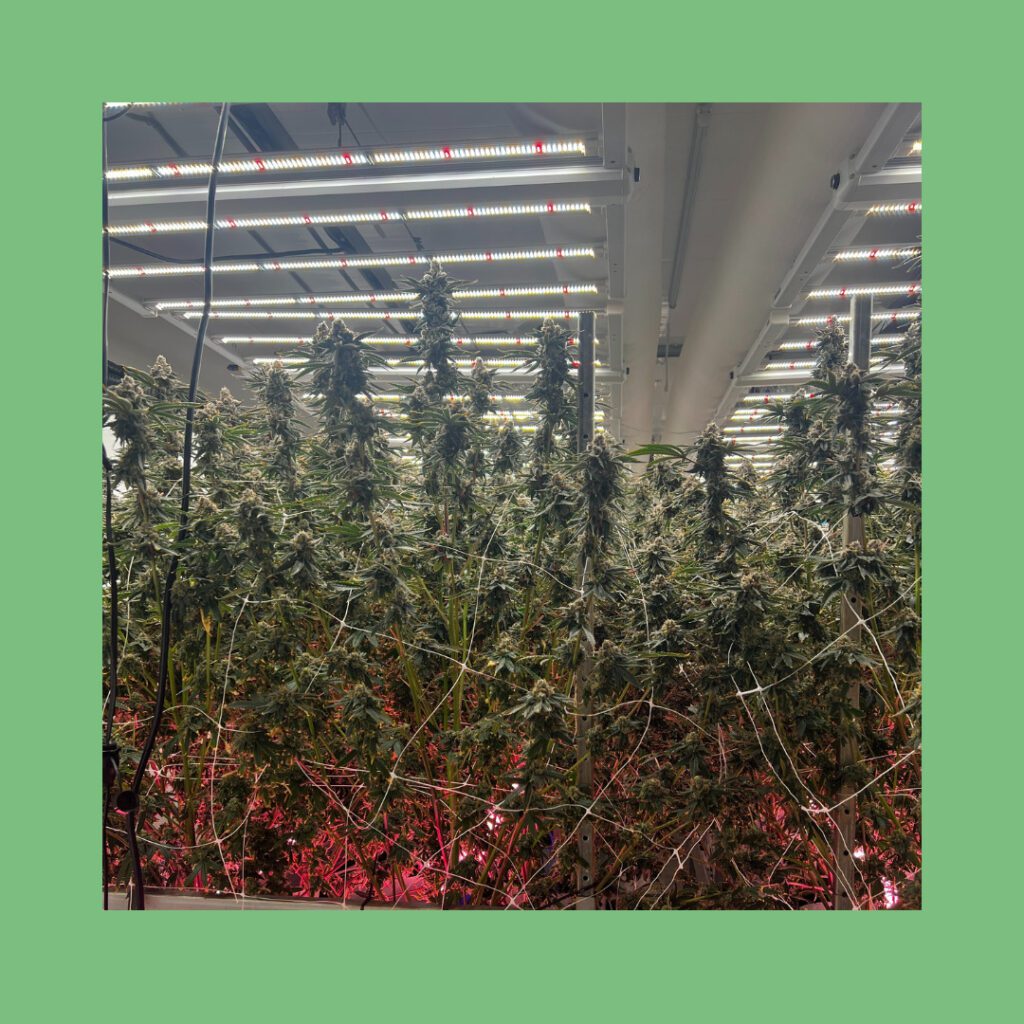 Inside Voyage Bloom: The Flint-based cannabis brand growing some of Michigan’s best weed