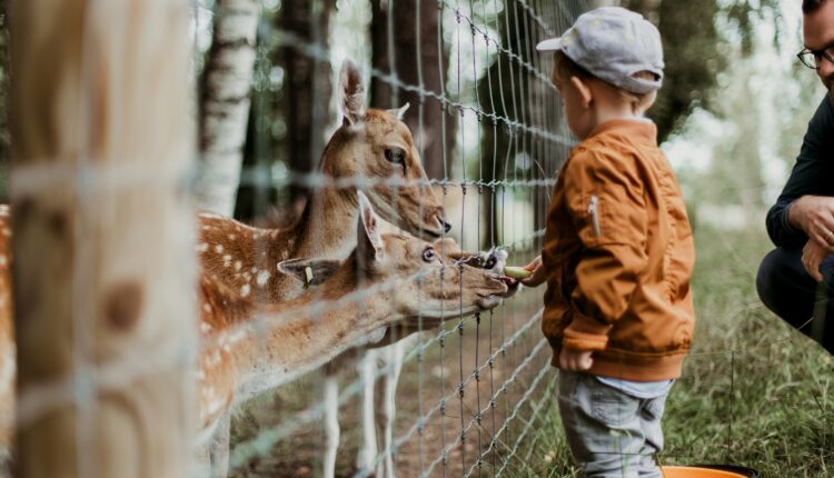 The 6 most ethical zoos in Michigan