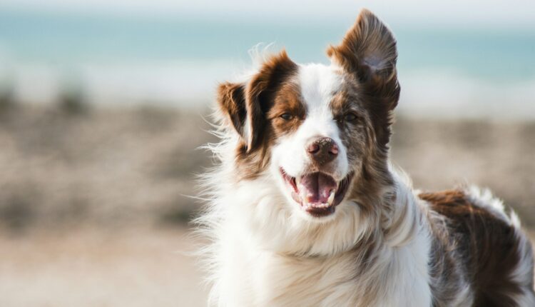 How to take a Michigan shelter dog on a field trip for the day