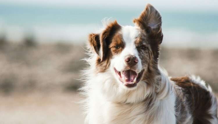 How to take a Michigan shelter dog on a field trip for the day