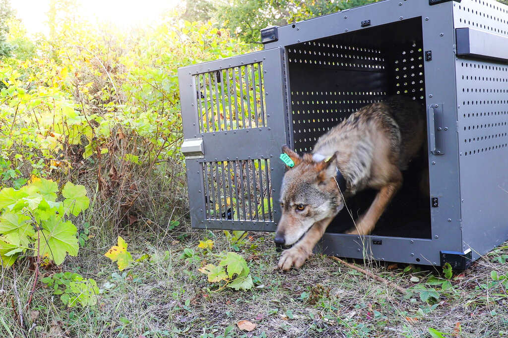 🐺 Yoopers split on public attitudes toward wolves