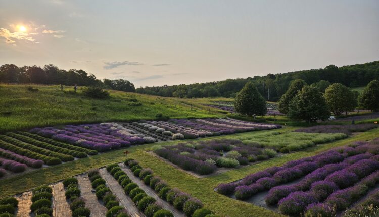 11 fragrant Lavender farms to visit in Michigan