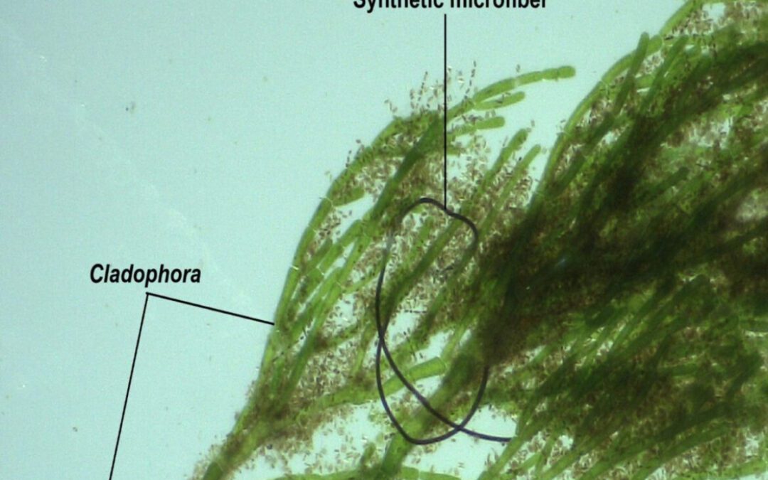 ‘A toxic stew’: Microfibers are widespread in Great Lakes algae, research shows