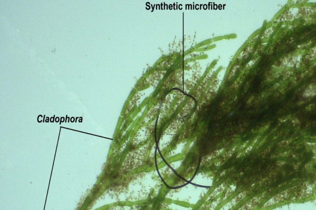 ‘A toxic stew’: Microfibers are widespread in Great Lakes algae, research shows