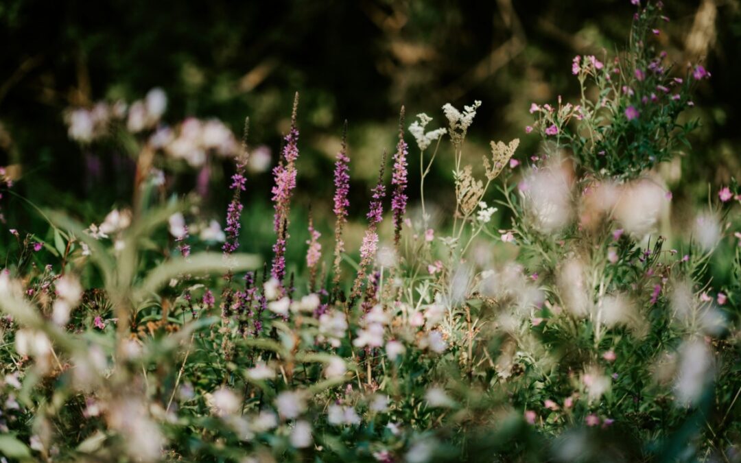Want to see wildflowers in Michigan? Head to these 12 trails