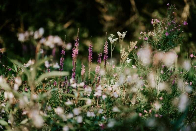 Want To See Wildflowers In Michigan? Head To These 12 Trails