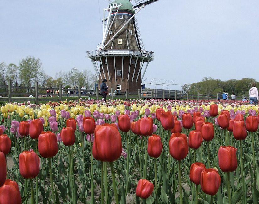 The “De Zwann” windmill in Holland, Michigan.