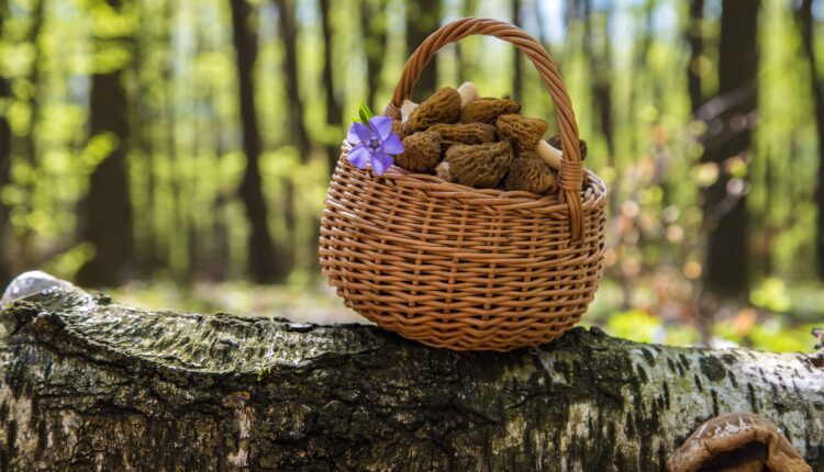 Your guide to morel mushroom hunting in Michigan