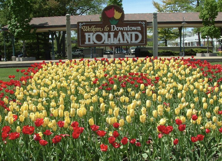multicolored tulips in downtown holland, michigan