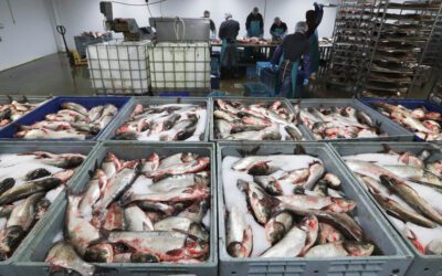 Great Lakes’ $7 billion fishing industry may get a reprieve from the great carp invasion after all