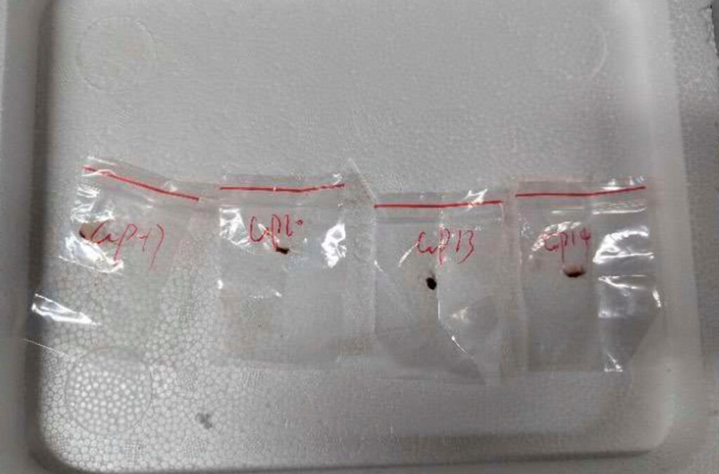 2 Chinese scientists will stay in jail while accused of bringing biological material to US