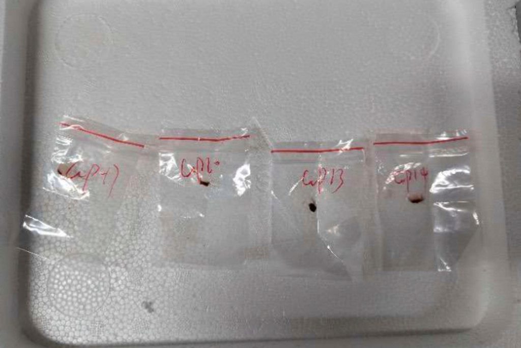 2 Chinese scientists will stay in jail while accused of bringing biological material to US