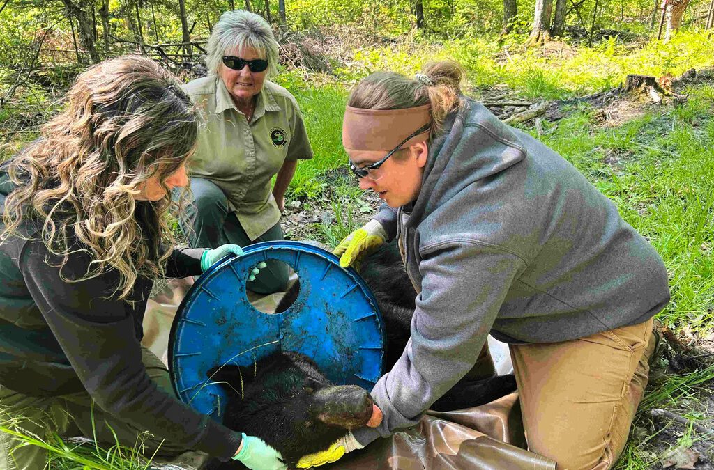 A Michigan bear roamed the woods for two years with an awful lid on his neck. Not anymore.