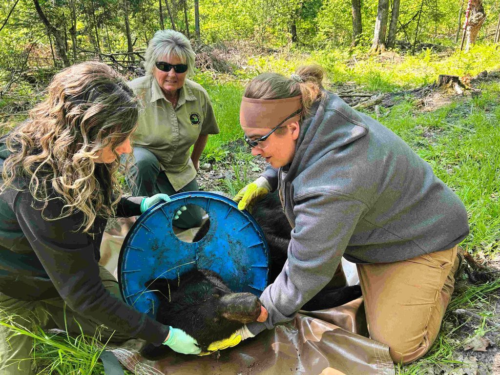 A Michigan bear roamed the woods for two years with an awful lid on his neck. Not anymore.