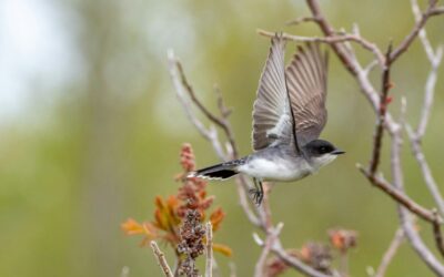 Your guide to the Saginaw Bay Birding Trail