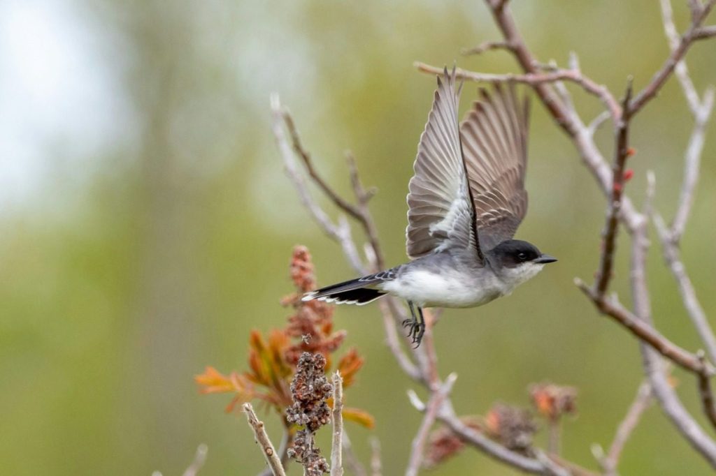 Your guide to the Saginaw Bay Birding Trail