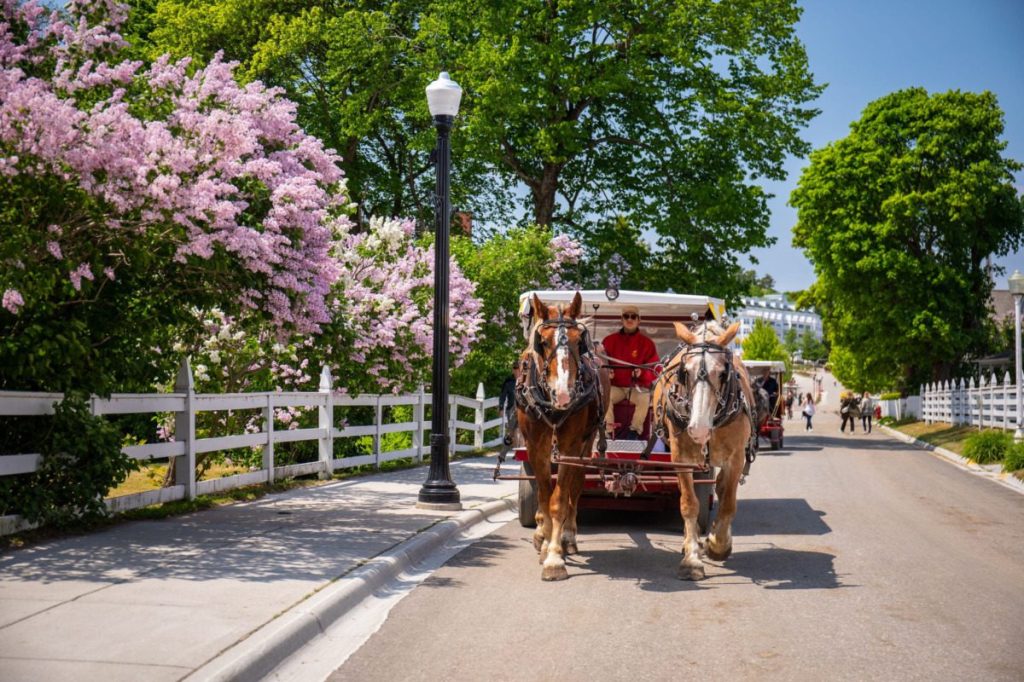 Fragrant lilacs bloom on Mackinac Island. When you can celebrate in 2025