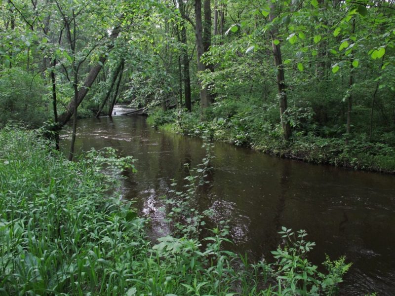 Image of one of several streams in Southwest Michigan where high E. coli levels have been detected.