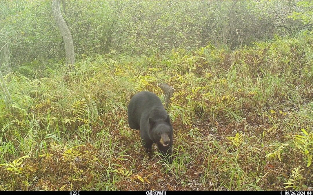 Michigan black bears move south