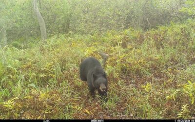 Michigan black bears move south