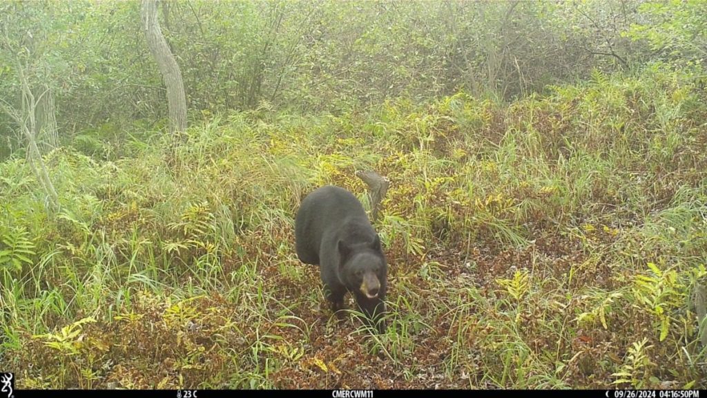 Michigan black bears move south