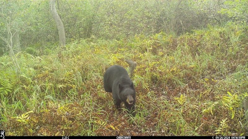 Photo of a black bear in Clinton County from summer 2024 were recently found on remote trail cameras.