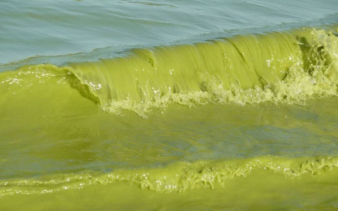 Michigan’s fight against Lake Erie pollution didn’t work. What happens next?