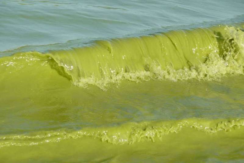 Image of an algae bloom in a lake, causing the water to appear a bright green color.