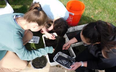 Lost salamanders, forgotten wetlands and the fight for restoration