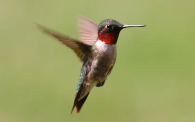Planting native flowers this summer could bring hummingbirds to your yard