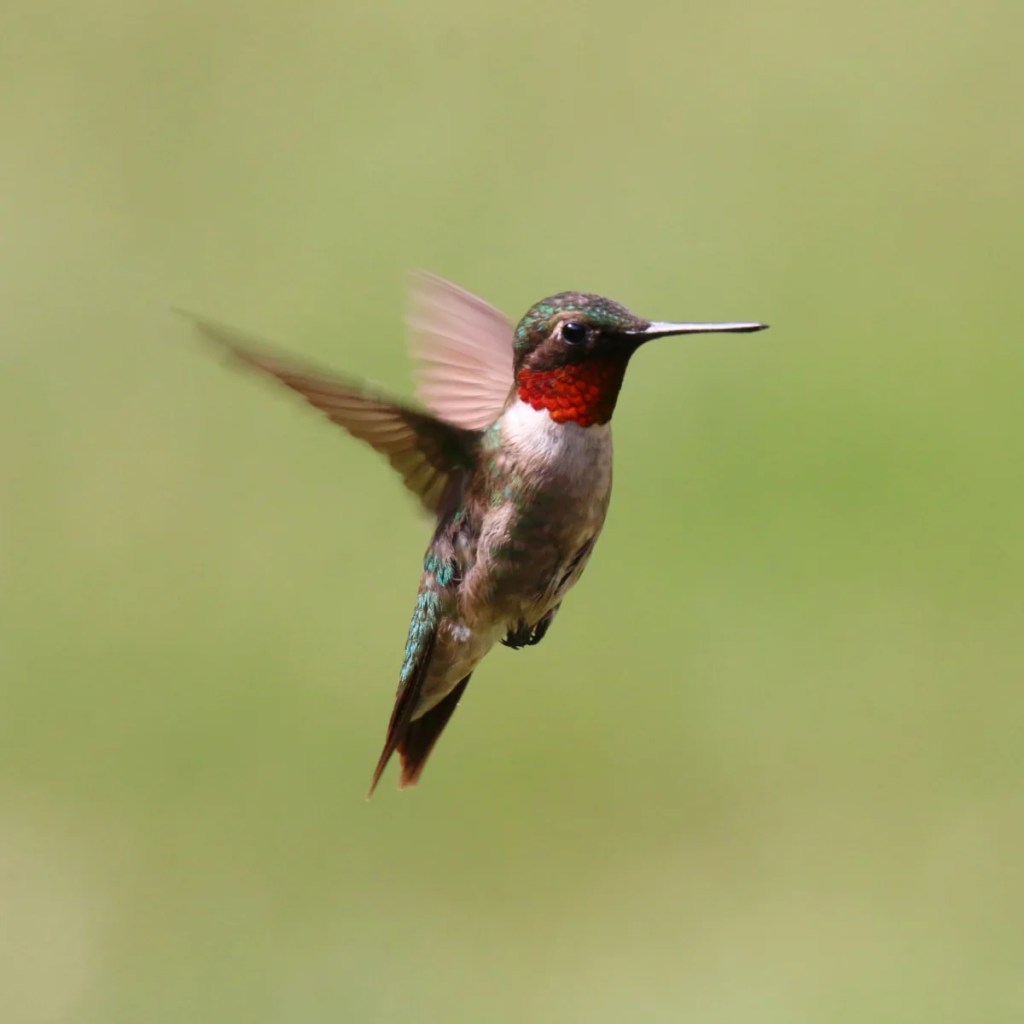 Planting native flowers this summer could bring hummingbirds to your yard
