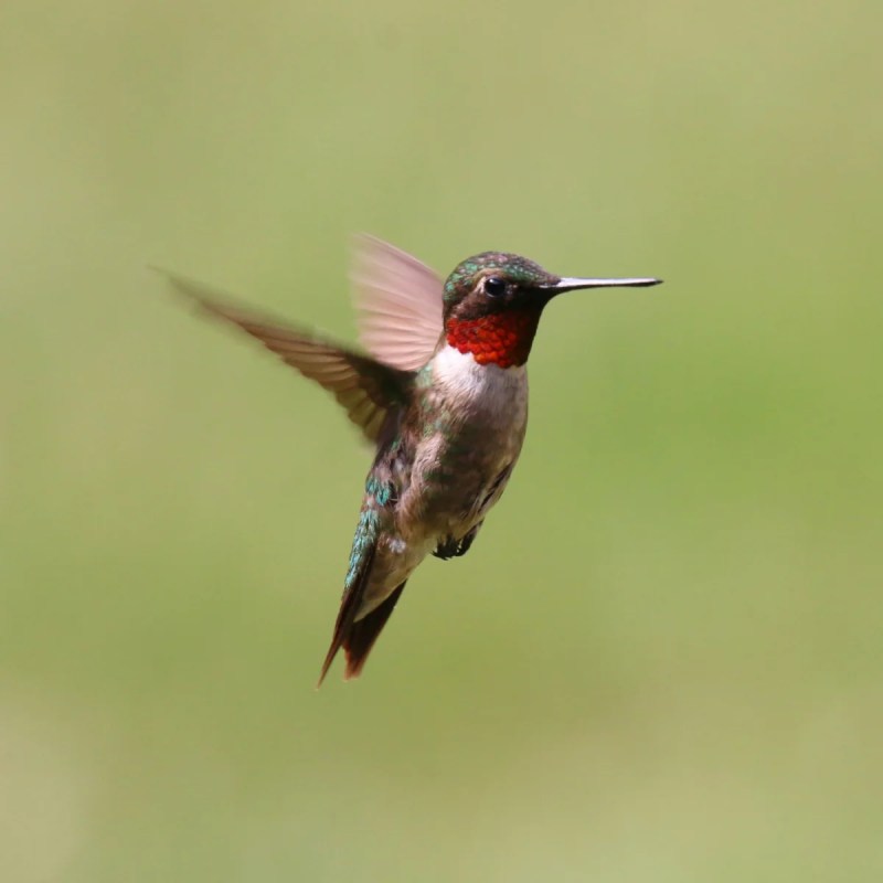 Image of a hummingbird in the air