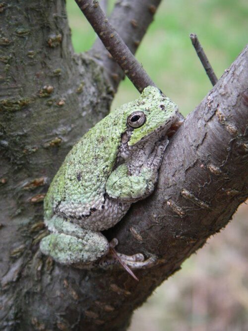 Gray treefrog