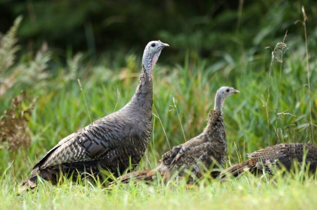 Wild turkeys. Credit: Dave Kenyon, Department of Natural Resources