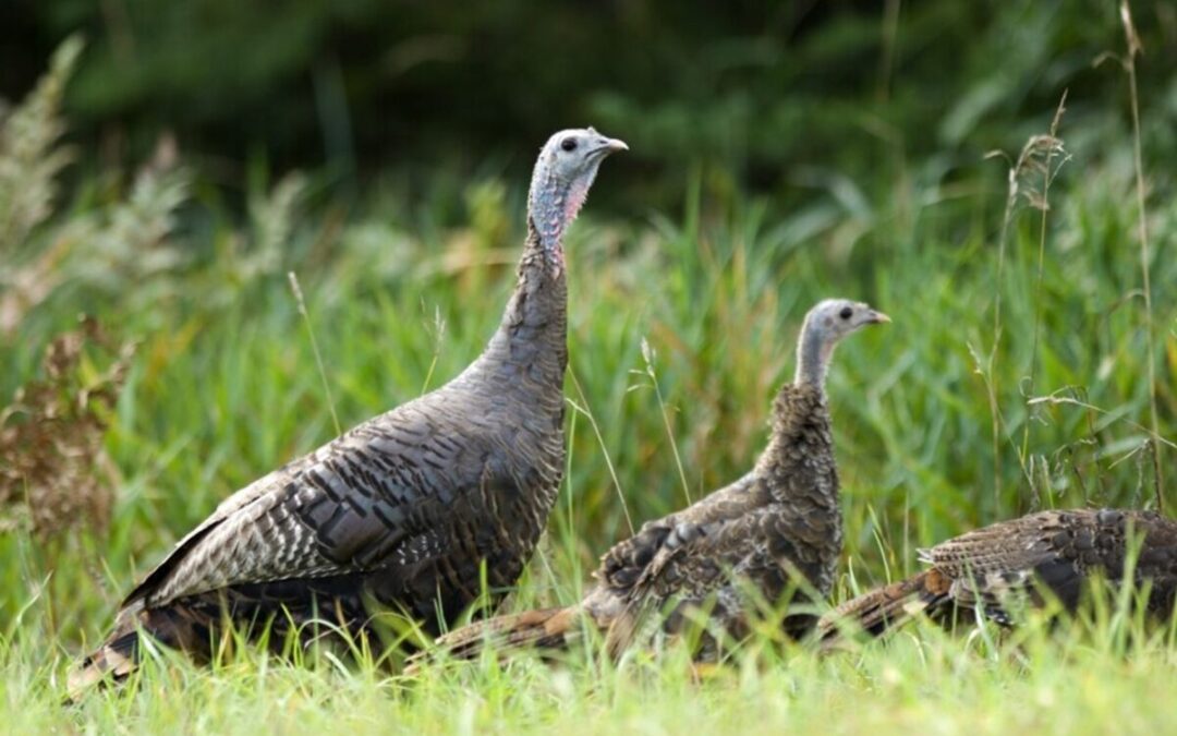 Michigan residents encouraged to report wild turkey sightings this summer