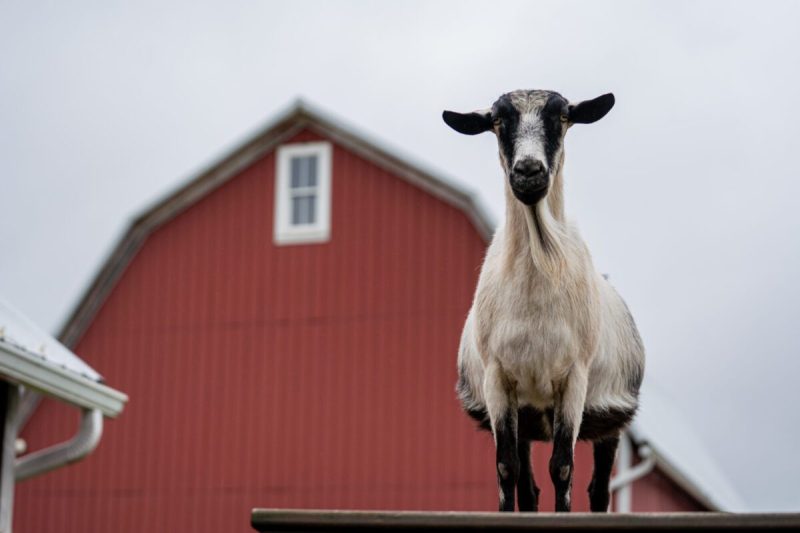Goat resident, Winona, stands on top of an elevated platform in front of Barn Sanctuary in Chelsea, MI on June 19, 2025.