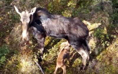 Researchers studying why Michigan’s moose population isn’t growing